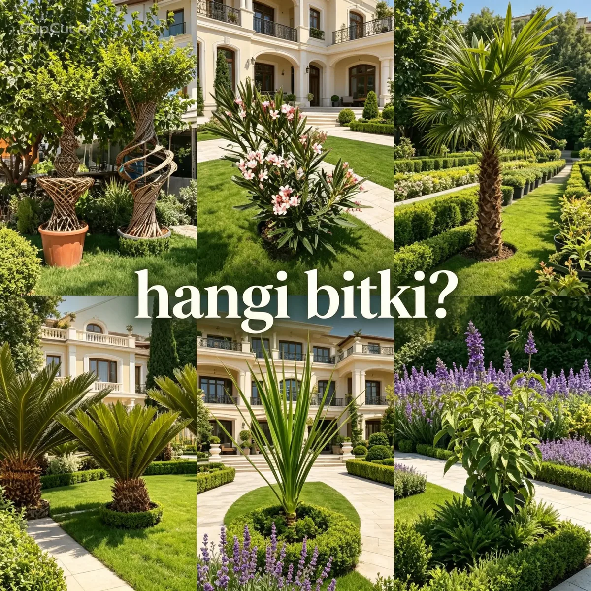 Villa Bahçesi İçin 10 Olmazsa Olmaz Bitki