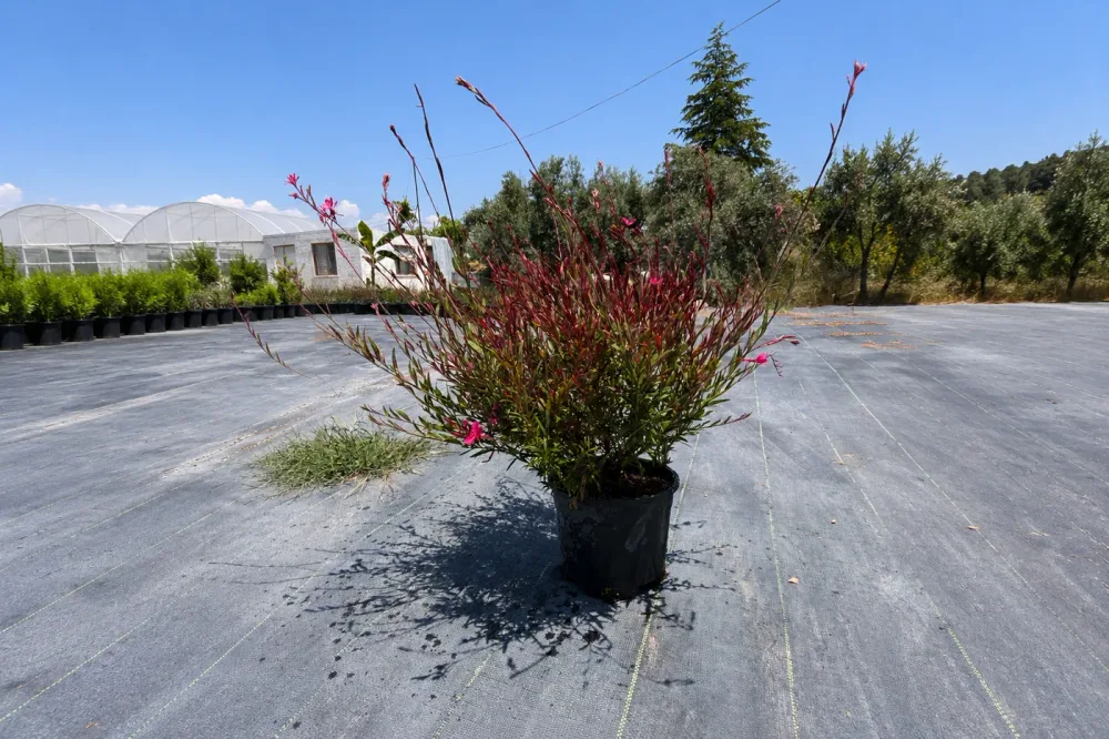 Gaura Çiçeği